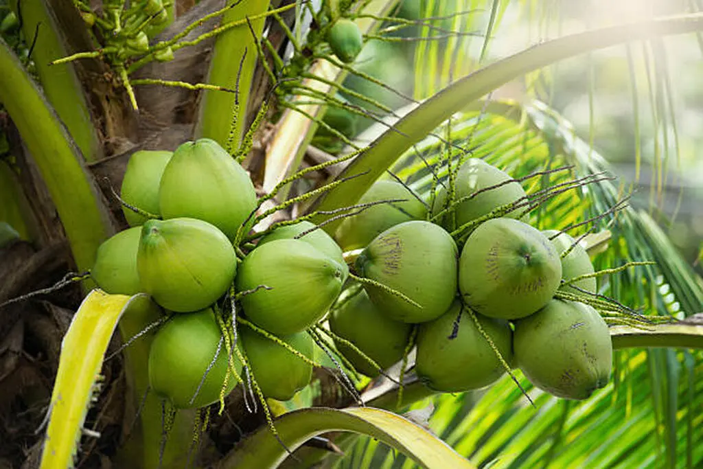 Coconut plantation in Sri Lanka